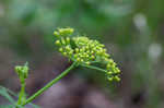 Nuttall's prairie parsley